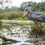 10 Weirdest Animals in the World and Why They Survive