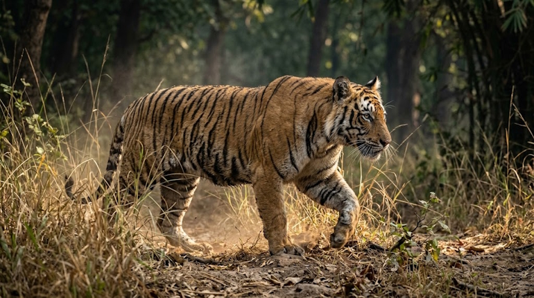 Most Muscular Animals: Top 5 Species by Muscle Mass