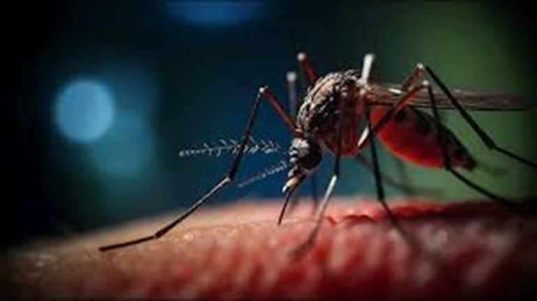 Собираетесь в тропики? Осторожно: лихорадка Оропуш!