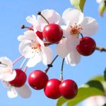 Чем отличается вишня от черешни ?