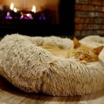 Место, где спит кошка, расскажет о ваших отношениях